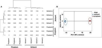 Frontiers | Comparative Transcriptomics of the Bovine Apicomplexan